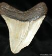 Megalodon Tooth - South Carolina #960-1